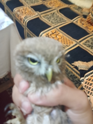 Hibou