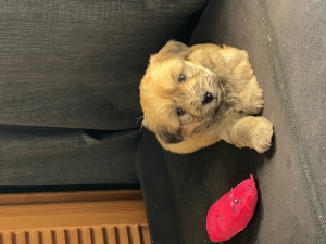 Bichon havanais