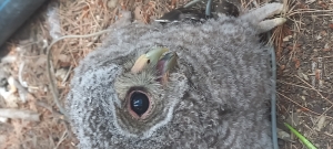 Hibou
