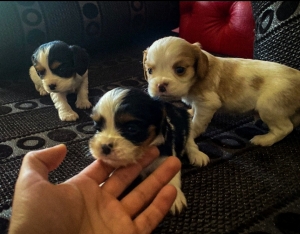 Cavalier king charles