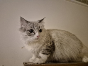 Ragdoll pour adoption