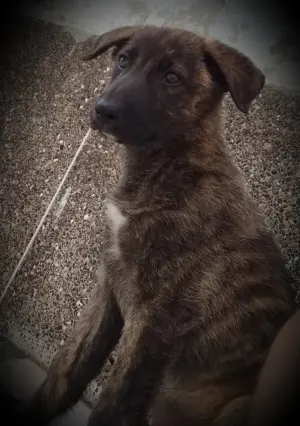 Petite chienne à adopter