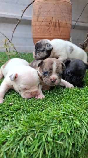 Bulldog Français