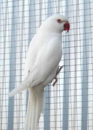 colier albino male