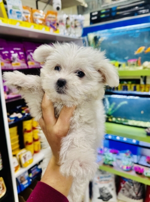 Bichon maltais nain