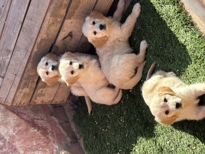 Chiot golden retriever