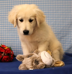 Golden retriever 🔥