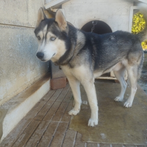 Vente d'un chien husky