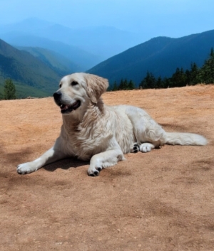 Golden retriever