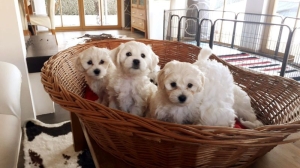 Adorables chiots maltais excellents,