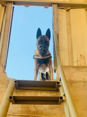 Malinoi agressive