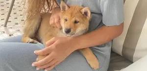 Vends shiba inu mâle et femelle