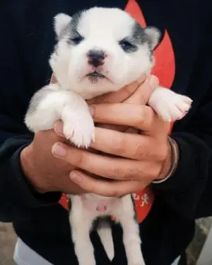 chiots husky sibérien