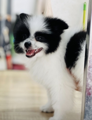 Spitz Pomeranian