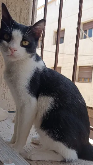 Chat Tuxedo à adopter