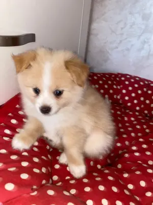 Chiot Spitz nain mixé