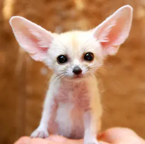 Fennec fox فنك ثعلب الصحراء