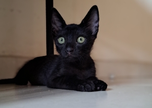 À adopter : Michou, chaton joueur ! 🐾