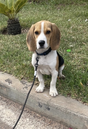 Magnifique chiot Beagle de 6 mois