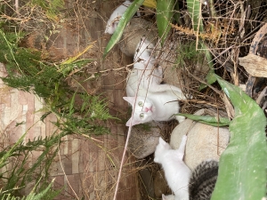 Chatons angora / poil long croisés