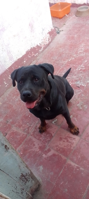 Rott