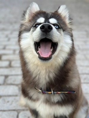 Husky sibérien