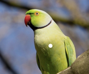 Oiseau dressé piruch à collier