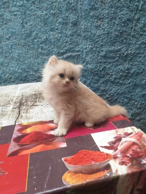 ANGORA BRIDE PERSIAN