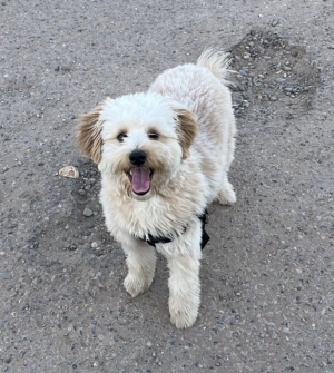 Bichon Havanais