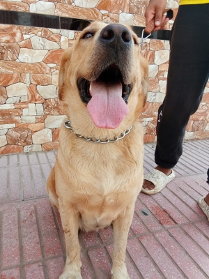 Chien 🐕 labrador