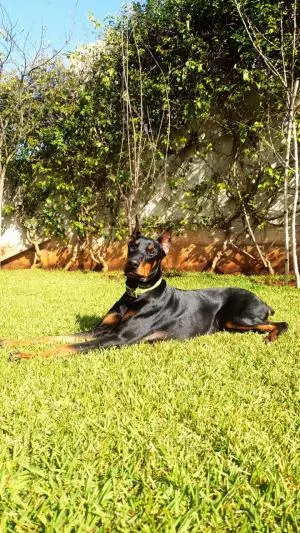 femelle doberman 10mois