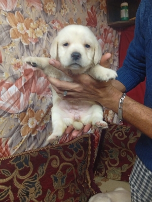 Femelle labrador