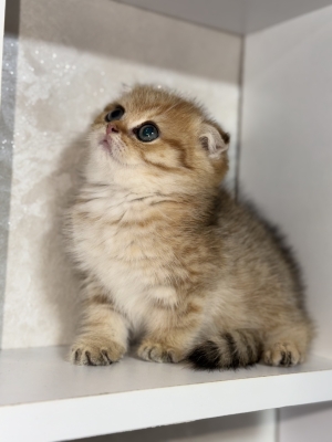 Scottish fold gold pédigrée