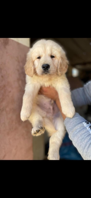 golden retriever