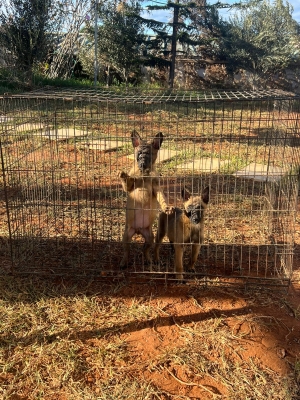 Malinois