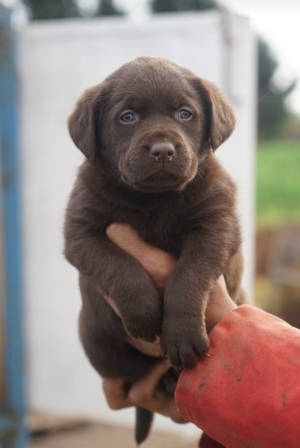 Labrador Chocolat 🍫