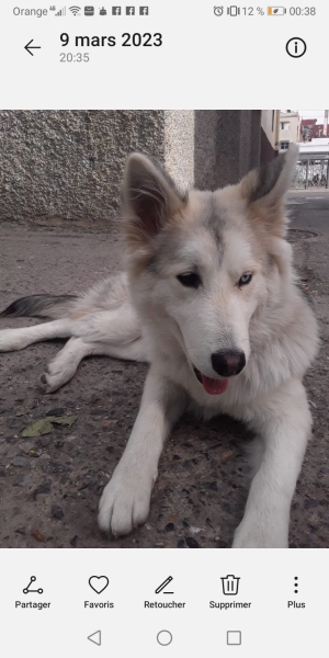 Malamute de l'Alaska