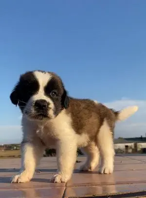 Chiens Saint Bernard