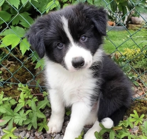 Border collie