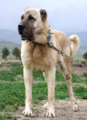 kangal turk