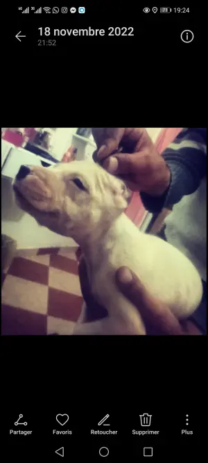 Dogo Argentino