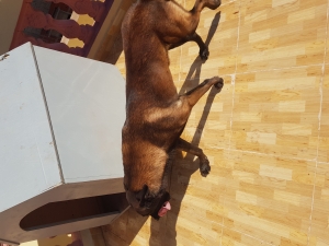 Vendre chien malinois charbonet