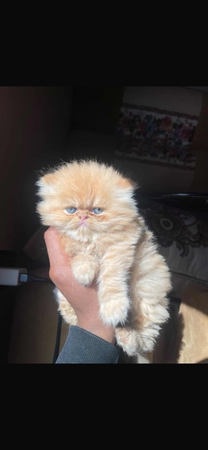 Chats persian
