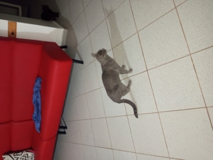 Chat korat