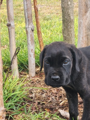 Cane Corso femelles 3 mois