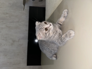 Scottish Fold X British shorthair