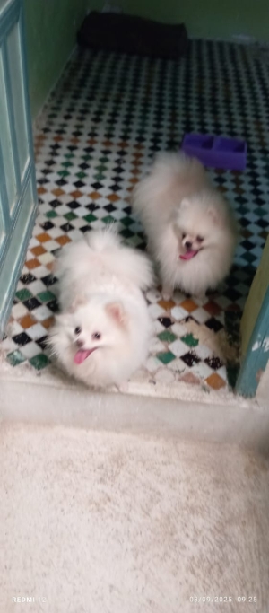 Chien spitz