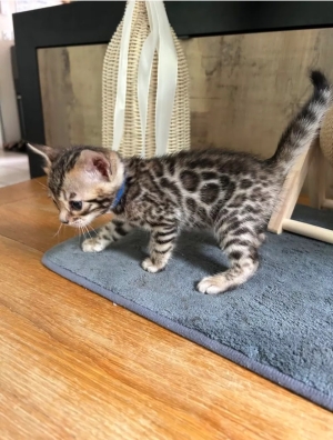 bengal bébé