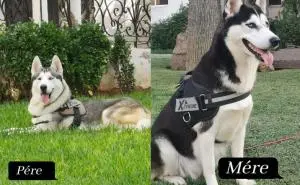 Chiots Huskys yeux verrons parents visibles sur place