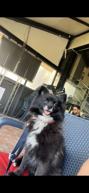 Spitz